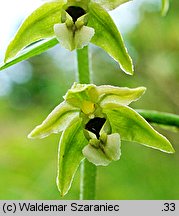 Epipactis helleborine s.str. (kruszczyk szerokolistny)