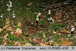 Epipogium aphyllum (storzan bezlistny)