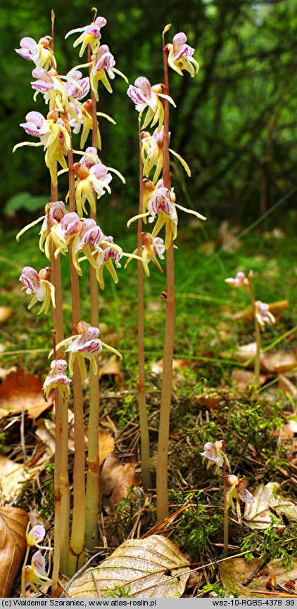 Epipogium aphyllum (storzan bezlistny)