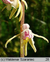 Epipogium aphyllum (storzan bezlistny)