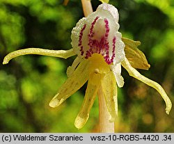 Epipogium aphyllum (storzan bezlistny)