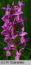 Dactylorhiza ×claudiopolitana nssp. carnea