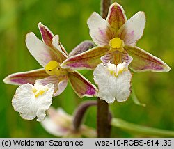 Epipactis palustris (kruszczyk błotny)