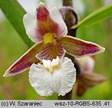 Epipactis palustris (kruszczyk błotny)