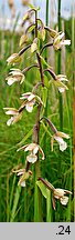 Epipactis palustris (kruszczyk błotny)