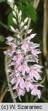 Dactylorhiza fuchsii