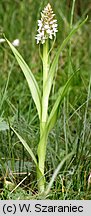 Dactylorhiza incarnata f. alba