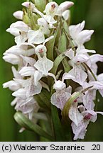 Dactylorhiza incarnata f. alba