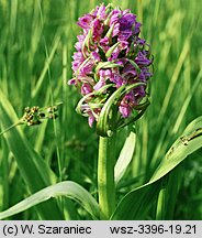 Dactylorhiza incarnata var. macrophylla