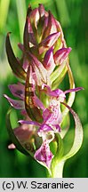 Dactylorhiza incarnata