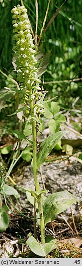 Coeloglossum viride