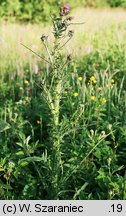 Cirsium palustre