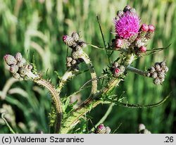 Cirsium palustre