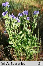 Echium plantagineum (żmijowiec babkowaty)