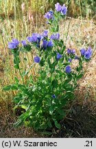 Echium plantagineum (żmijowiec babkowaty)