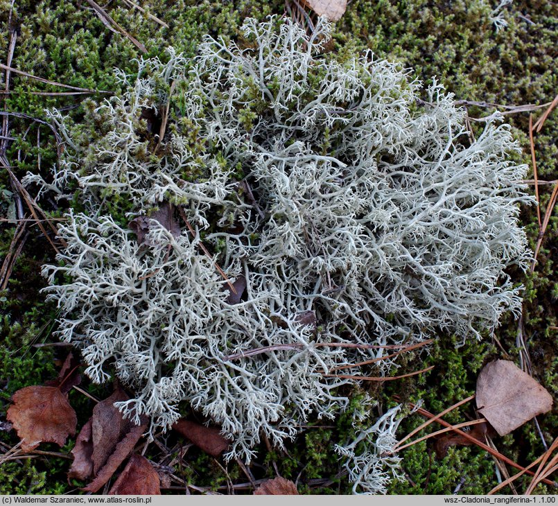 Cladonia rangiferina (chrobotek reniferowy [porost])