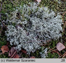 Cladonia rangiferina (chrobotek reniferowy [porost])