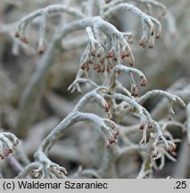 Cladonia rangiferina (chrobotek reniferowy [porost])