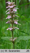 Ajuga reptans (dąbrówka rozłogowa)