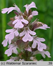 Ajuga reptans (dąbrówka rozłogowa)