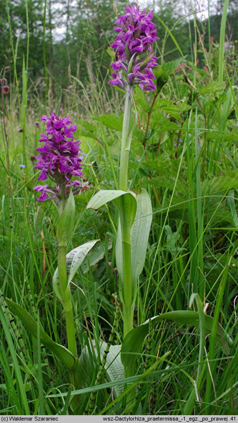 Dactylorhiza praetermissa (kukułka zaniedbana)