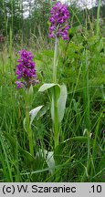 Dactylorhiza praetermissa (kukułka zaniedbana)