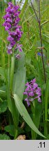 Dactylorhiza praetermissa (kukułka zaniedbana)