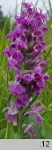 Dactylorhiza praetermissa (kukułka zaniedbana)