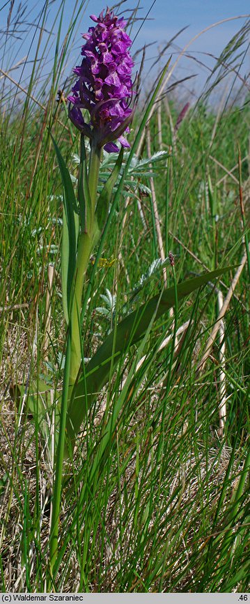 Dactylorhiza ×aschersioniana