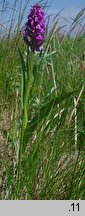 Dactylorhiza ×aschersioniana