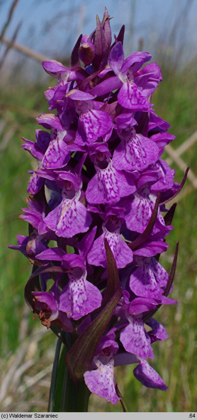 Dactylorhiza ×aschersioniana