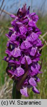 Dactylorhiza ×aschersioniana