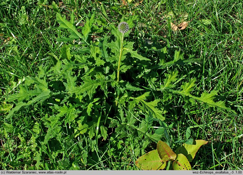 Echinops exaltatus (przegorzan węgierski)