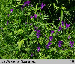 Viola dacica (fiołek dacki)