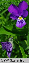 Viola dacica (fiołek dacki)