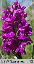 Dactylorhiza ×senayi nssp. senayi