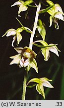 Epipactis helleborine s.str. (kruszczyk szerokolistny)