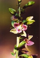 Epipactis helleborine s.str. (kruszczyk szerokolistny)
