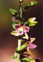 Epipactis helleborine (kruszczyk szerokolistny)