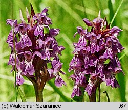 Dactylorhiza baltica