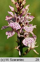 Dactylorhiza maculata