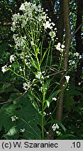 Lepidium latifolium (pieprzyca szerokolistna)