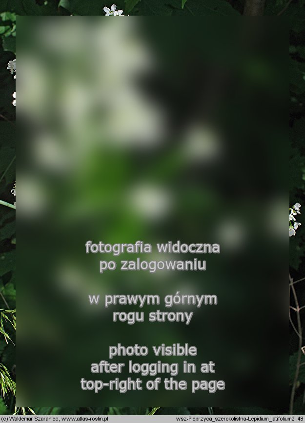 Lepidium latifolium (pieprzyca szerokolistna)