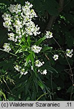 Lepidium latifolium (pieprzyca szerokolistna)