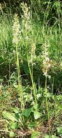 Platanthera bifolia