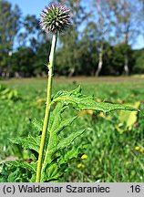 Echinops exaltatus (przegorzan węgierski)