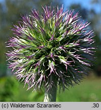 Echinops exaltatus (przegorzan węgierski)