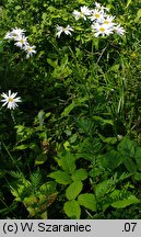 Tanacetum corymbosum ssp. clusii (wrotycz baldachogroniasty Kluzjusza)