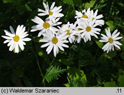 Tanacetum corymbosum ssp. clusii (wrotycz baldachogroniasty Kluzjusza)