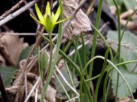 Gagea pratensis (złoć łąkowa)